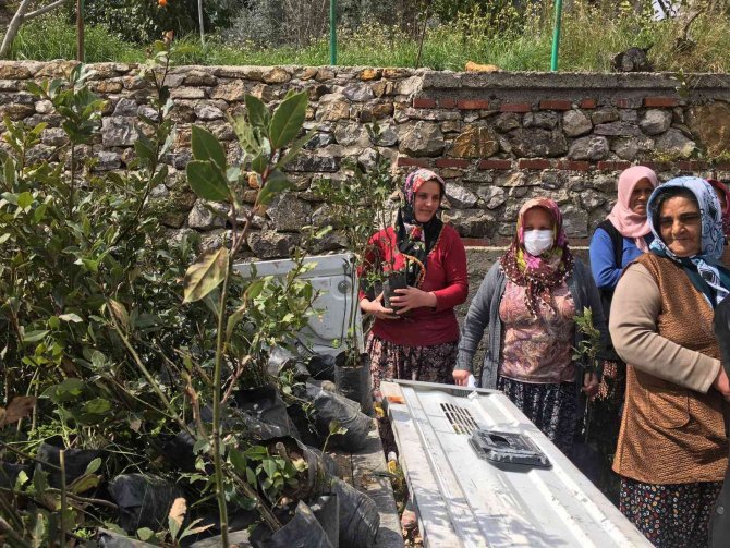 Büyükşehir Akseki’de Defne Fidanı Dağıtıp Defne Sabunu Yapımını Anlattı