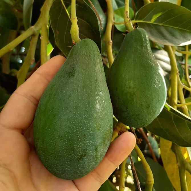 2030 Yılına Kadar Avokado, Muzdan Sonra En Çok Ticareti Yapılan Tropikal Meyve Olacak
