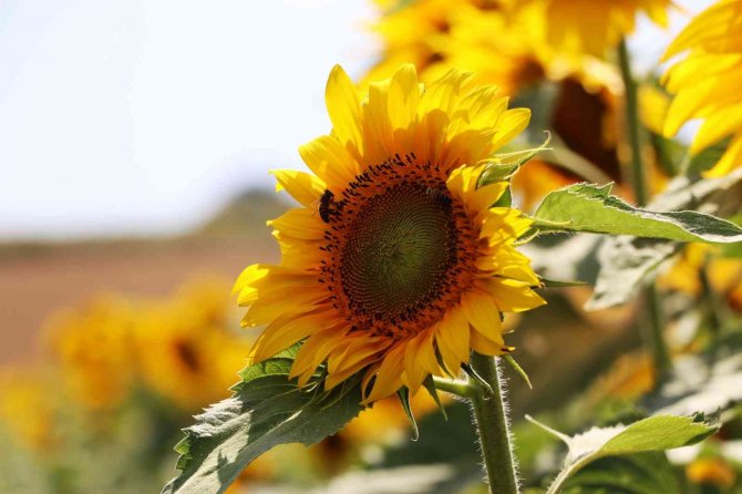 Ayçiçeği Üretimine 46 Milyon Liralık Destek