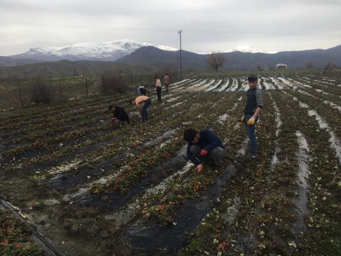Batman’da Çilek Bahçelerinde Budama Çalışmaları Başladı