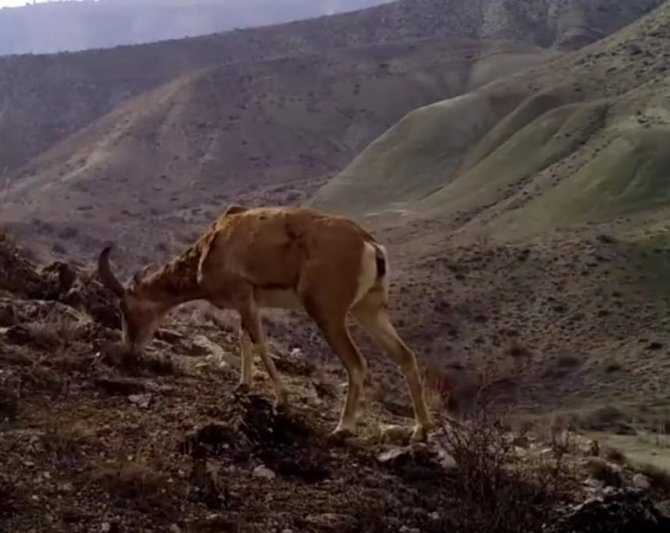 Yaban Hayvanlarının Görüntüsü Sosyal Medyada Büyük İlgi Gördü