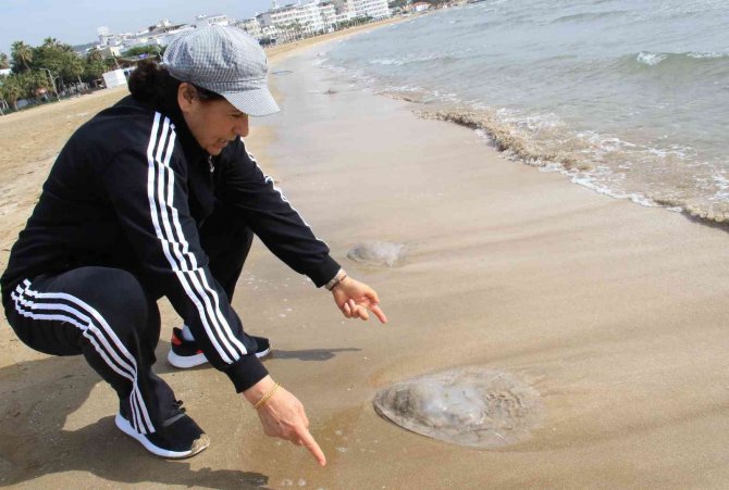 Akdeniz’de Deniz Anası Kabusu Sürüyor, Kızkalesi Sahiline Kadar Geldi