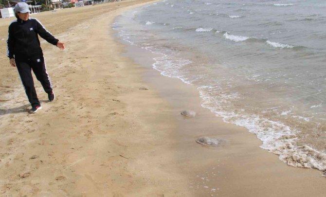 Akdeniz’de Deniz Anası Kabusu Sürüyor, Kızkalesi Sahiline Kadar Geldi