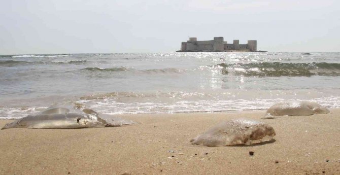 Akdeniz’de Deniz Anası Kabusu Sürüyor, Kızkalesi Sahiline Kadar Geldi