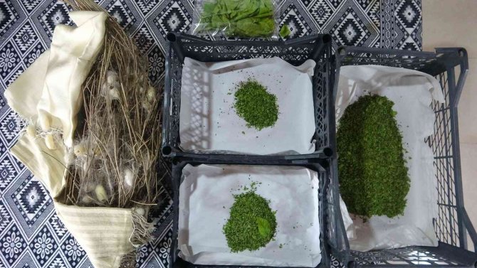 Nesli Tükenmekte Olan "Hatay Sarısı" Emin Ellerde