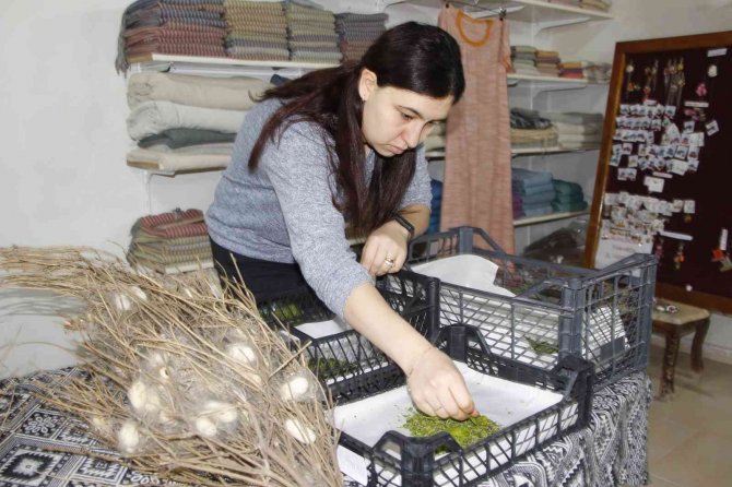 Nesli Tükenmekte Olan "Hatay Sarısı" Emin Ellerde