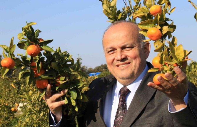 Turunçgilde Sezonu Uzatacak Mandalina Çeşidi Geliştirildi, Hasat Başladı