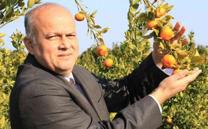 Turunçgilde Sezonu Uzatacak Mandalina Çeşidi Geliştirildi, Hasat Başladı