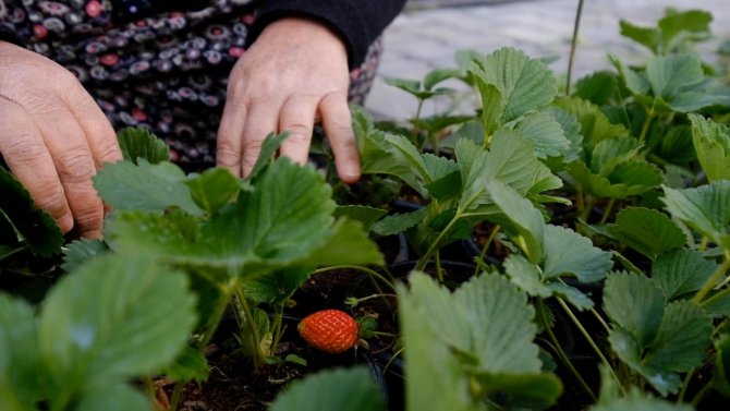 Silifkeli Kadınların Saksıda Ürettikleri Çilek Fideleri Zincir Marketlerde Satılacak