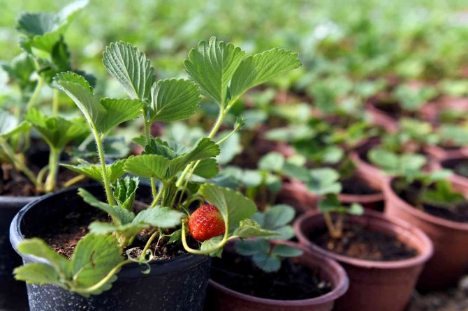 Silifkeli Kadınların Saksıda Ürettikleri Çilek Fideleri Zincir Marketlerde Satılacak