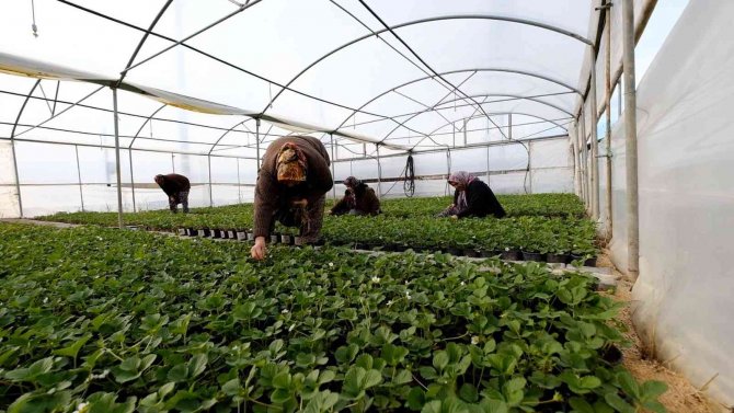Silifkeli Kadınların Saksıda Ürettikleri Çilek Fideleri Zincir Marketlerde Satılacak