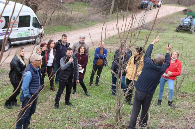 Yalova’da Çiftçilere Trabzon Hurması Budama Eğitimi