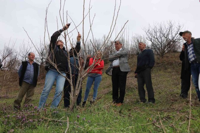 Yalova’da Çiftçilere Trabzon Hurması Budama Eğitimi