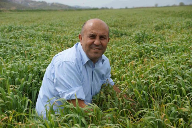 Üniversitenin Buğdayları, Yokluk Çektirmeyecek
