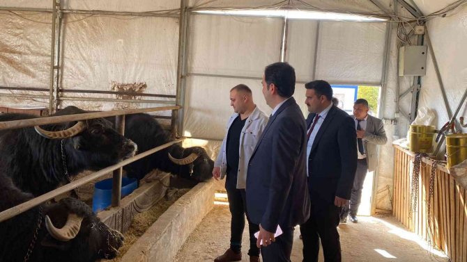 Kaymakam Bolat: “Bolvadin Ülkemizde Manda Varlığında İlk Sıralarda Yer Alıyor”