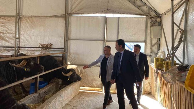 Kaymakam Bolat: “Bolvadin Ülkemizde Manda Varlığında İlk Sıralarda Yer Alıyor”