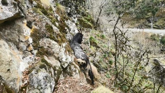 Kayalıklarda 6 Gündür Mahsur Kalan Keçiyi Dağcılar Kurtardı