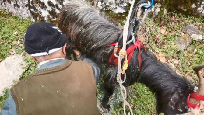 Kayalıklarda 6 Gündür Mahsur Kalan Keçiyi Dağcılar Kurtardı