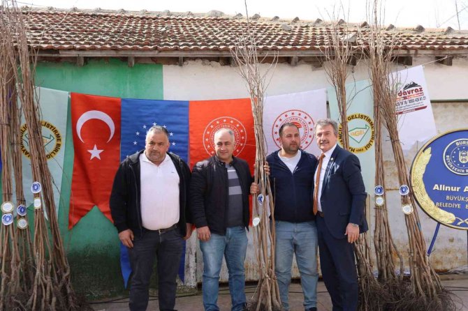 Mudanyalı Çiftçiye Trabzon Hurması Desteği