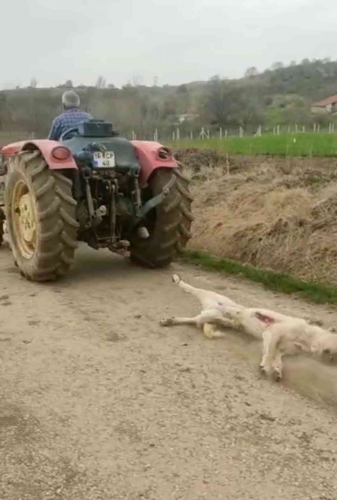 Bursa’da Av Tüfeği İle Vurduğu Köpeği Traktörüyle Sürükledi