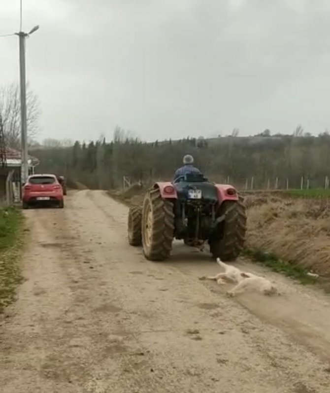 Bursa’da Av Tüfeği İle Vurduğu Köpeği Traktörüyle Sürükledi