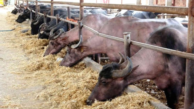 Cumhurbaşkanı Erdoğan Tavsiye Etti, Tokat’ta Üretimde Ön Sıralarda Yer Alıyor