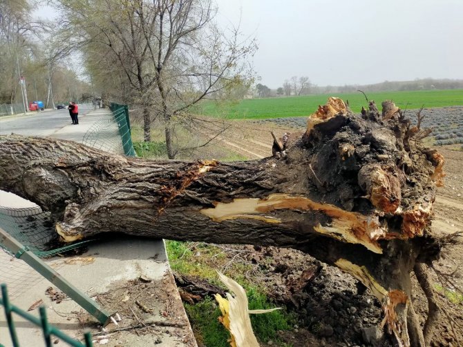 Edirne’de Şiddetli Fırtına: Dev Ağaçlar Devrildi