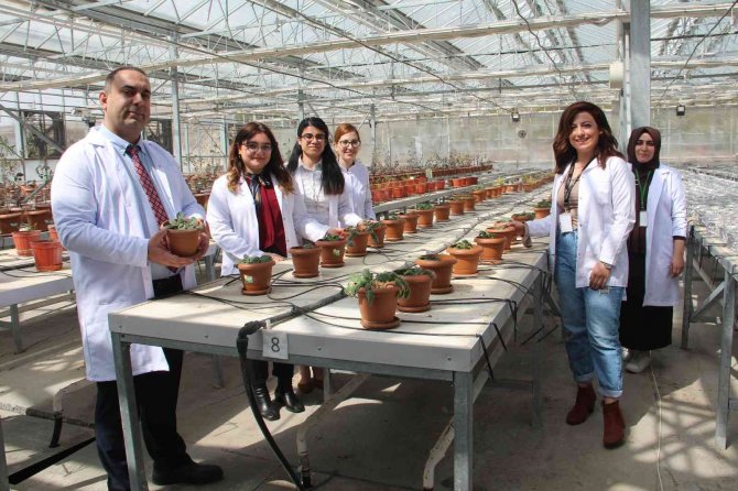 Endemik Bitkiler Laboratuvar Ortamında Çoğaltılıp Doğaya Kazandırıldı