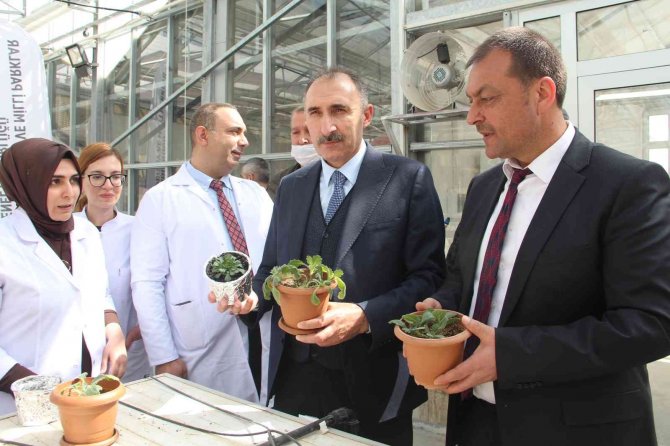 Endemik Bitkiler Laboratuvar Ortamında Çoğaltılıp Doğaya Kazandırıldı