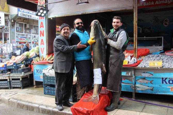 Elazığ’da Sezonun Son Dev Turna Balığı Yakalandı: Tam 103 Kilogram