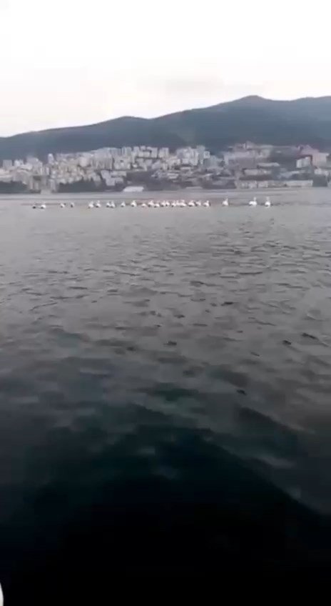 Bursa’da Pelikan Sürüsü Kameralara Yansıdı