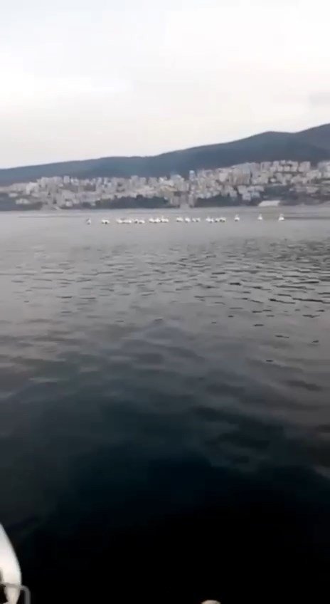 Bursa’da Pelikan Sürüsü Kameralara Yansıdı