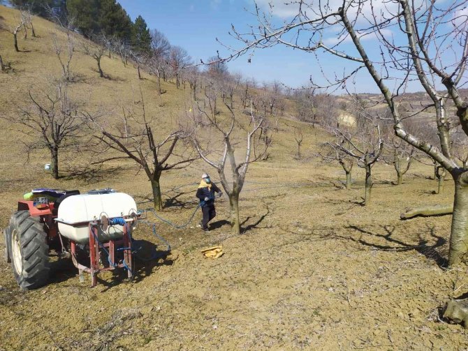 Üreticiler, Meyve Ağaçlarına ’Bordo Bulamacı’ Atıyor
