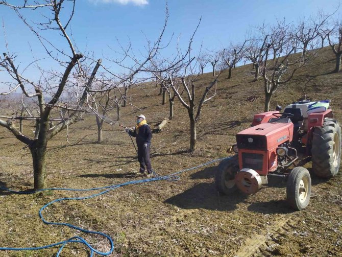 Üreticiler, Meyve Ağaçlarına ’Bordo Bulamacı’ Atıyor