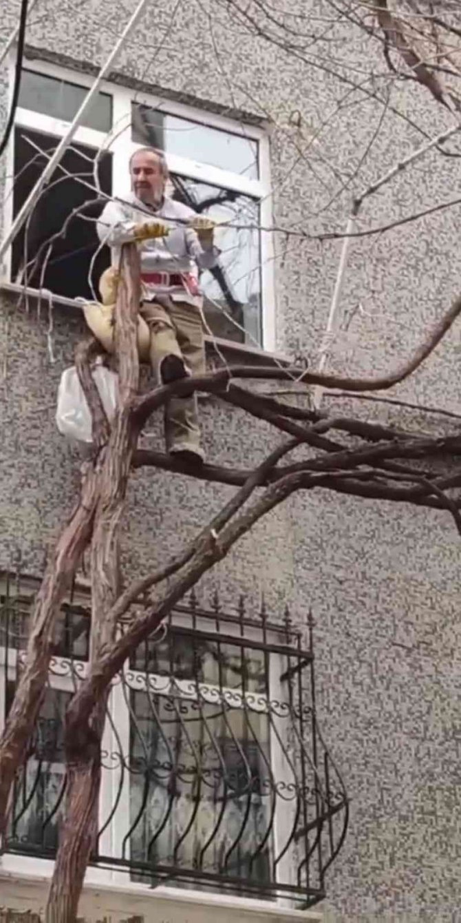 Kendini İple Bağlayarak Ağaç Budadı