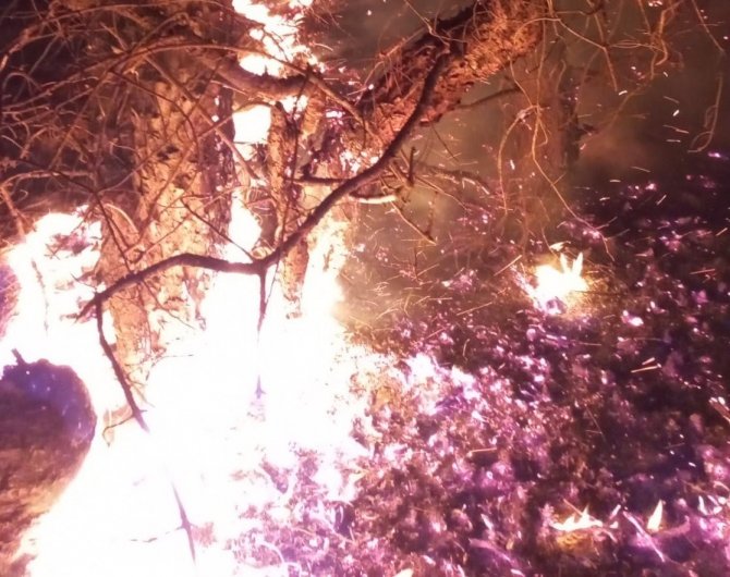 İ̇zmir’de Ormanlık Alanda Yangın Paniği