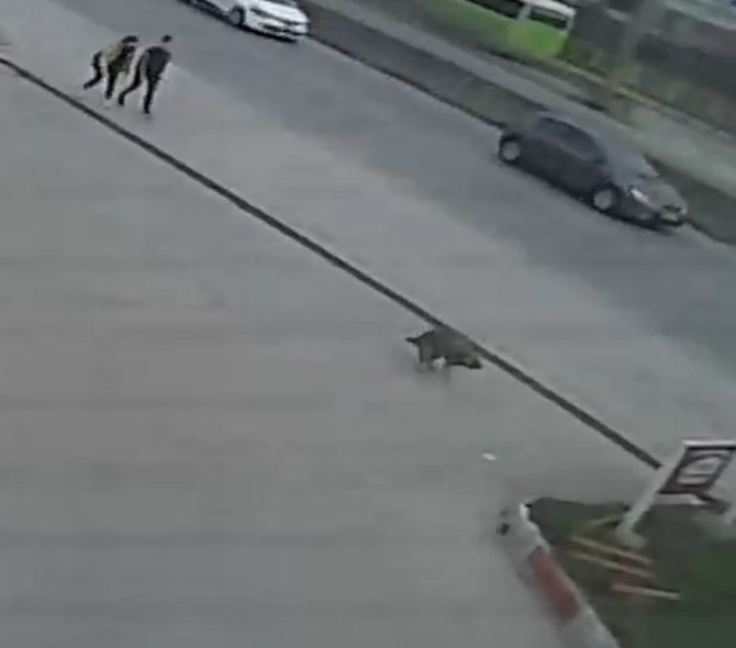Otomobilin Altında Kalan Köpek Metrelerce Sürüklendi, O Anlar Güvenlik Kamerasına Yansıdı