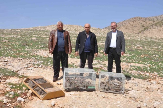 Mardinli İş Adamı Süne İle Mücadele İçin 300 Kınalı Kekliği Doğaya Saldı