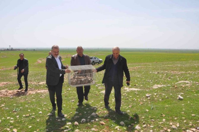 Mardinli İş Adamı Süne İle Mücadele İçin 300 Kınalı Kekliği Doğaya Saldı
