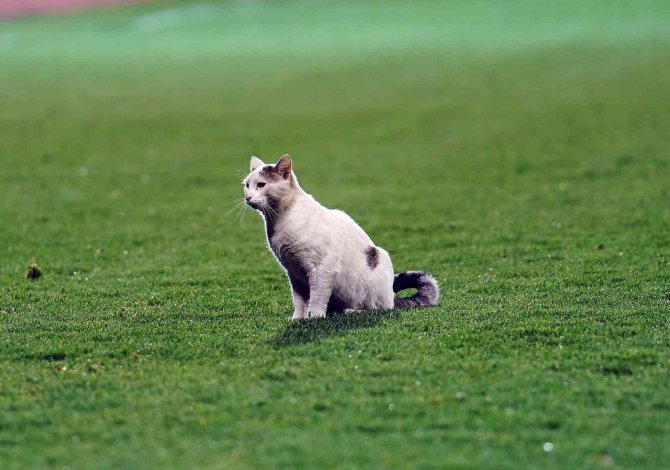 Spor Toto 1. Lig: Tuzlaspor: 1 - Ümraniyespor: 1