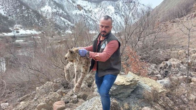 Bitkin Vaşak Tedavi Altına Alındı