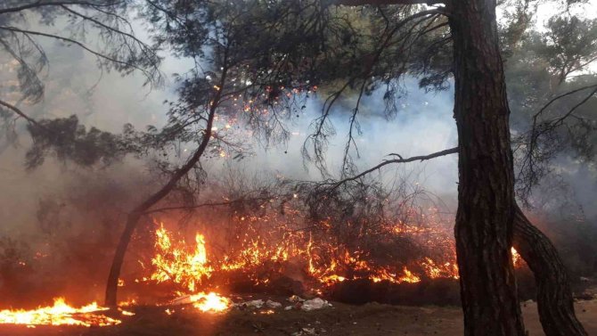 Balıkesir’de Orman Yangını Zamanında Müdahale İle Kısa Sürede Söndürüldü