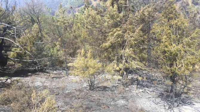 Bilecik’te Dün Başlayan Orman Yangını Söndürüldü, Soğutma İşlemi Başladı