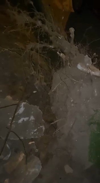 Bursa’da Lodosun Etkisiyle Ağaçlar Araçların Üzerine Devrildi