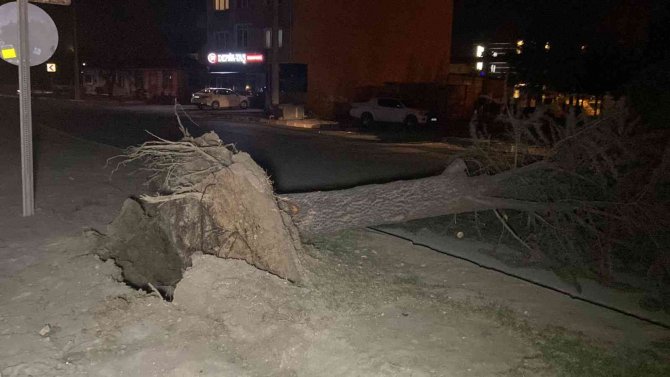 Lodosun Devirdiği Ağaç Yolu Ulaşıma Kapattı