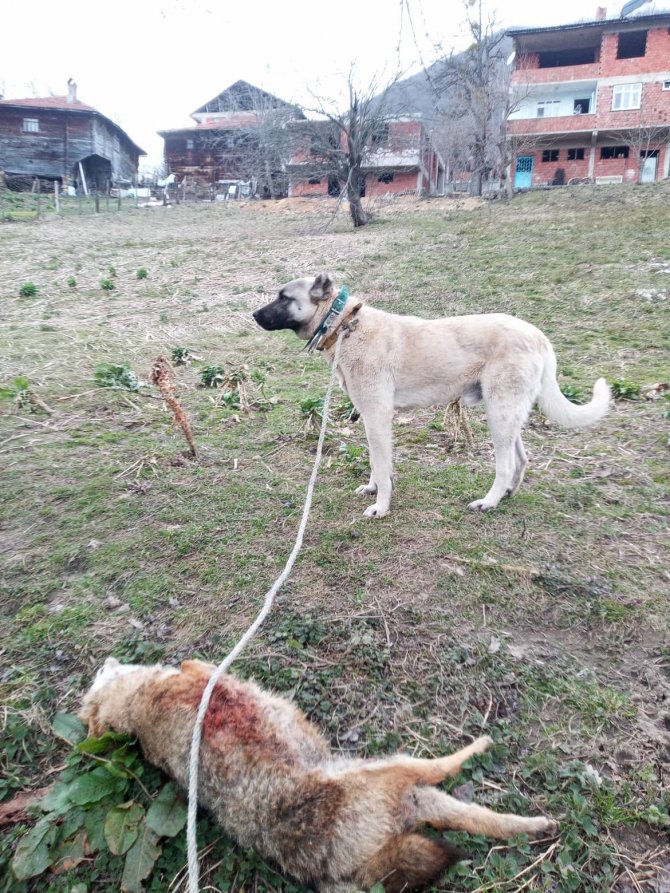 Yerleşim Yerine Gelen Çakalın Uluması Sonu Oldu