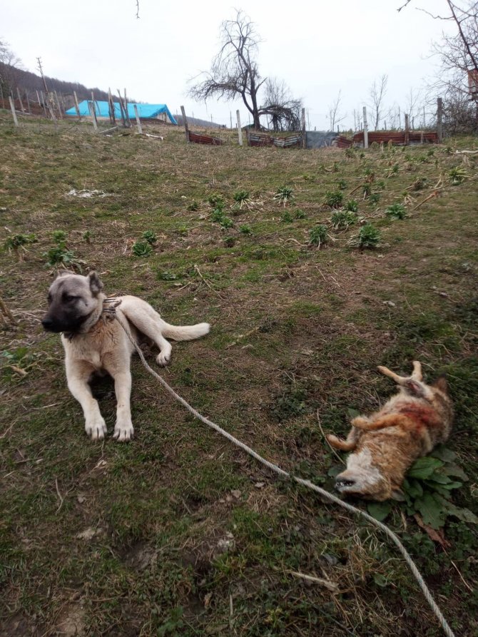 Yerleşim Yerine Gelen Çakalın Uluması Sonu Oldu