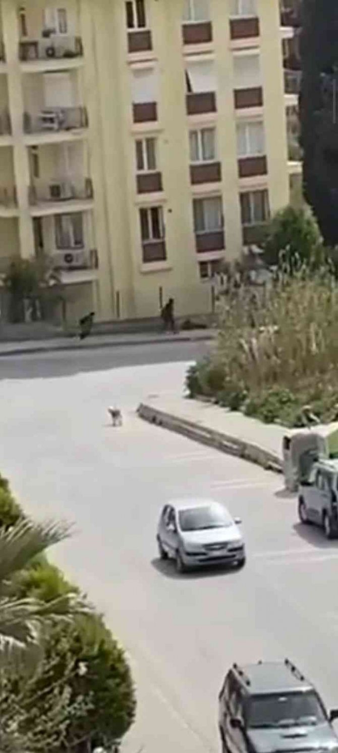 Kuşadası’nda Sokak Köpekleri Korku Salıyor