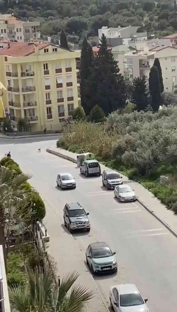 Kuşadası’nda Sokak Köpekleri Korku Salıyor