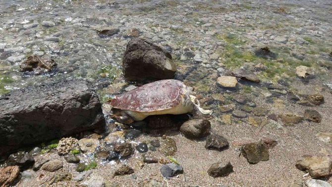 Datça’da Caretta Caretta Kıyıya Vurdu